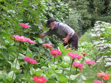 Man in garden picking beans, with zinnias in foreground
