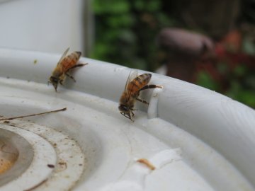 Two honeybees sipping water on plastic bucket lid