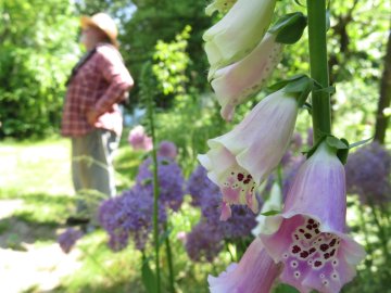 Foxglove and allium flowers with man in background looking up into distance