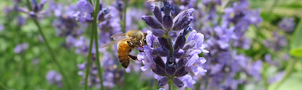 banner image of honeybee