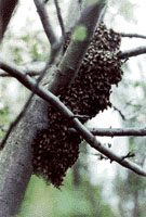 Honeybee swarm on trunk of crabapple tree.